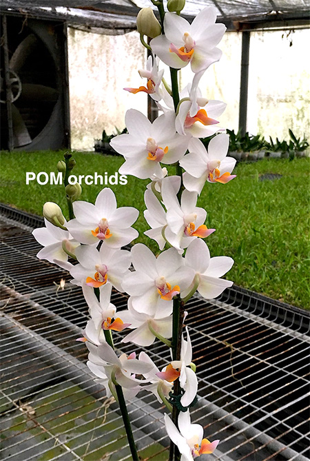 Phalaenopsis (pulcherrima x Hsinying Hall) 'YC'