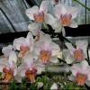 Phalaenopsis Liu's Rainbow x Lioulin yellow lip 'peloric'