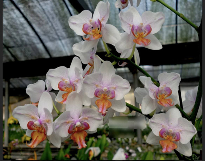 Phalaenopsis Liu's Rainbow x Lioulin yellow lip 'peloric'