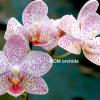 Phalaenopsis (Joy Auckland beauty x stuartiana yellow) #2