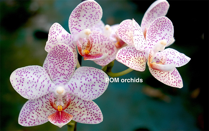 Phalaenopsis (Joy Auckland beauty x stuartiana yellow) #2