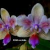 Phalaenopsis (I-Hsin Venus x lindenii) 'peloric'