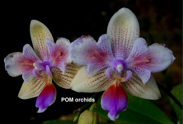 Phalaenopsis (I-Hsin Venus x lindenii) 'peloric'