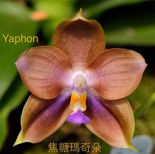 Phalaenopsis (Mituo Prince x Tzu Chang Tetralitz) 'Caramel Macchiato'