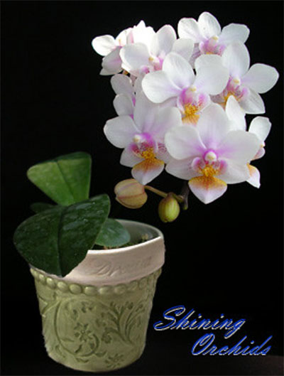 Phalaenopsis Liu's Rainbow