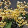 Phalaenopsis stuartiana var nobilis