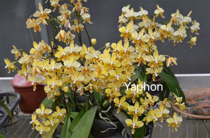 Phalaenopsis stuartiana var nobilis