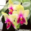 Phalaenopsis bellina 'Ponkan' x self AM/AOS
