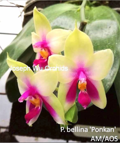 Phalaenopsis bellina 'Ponkan' x self AM/AOS