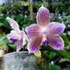 Phalaenopsis (javanica x Ld's Bear Queen) #8 x self
