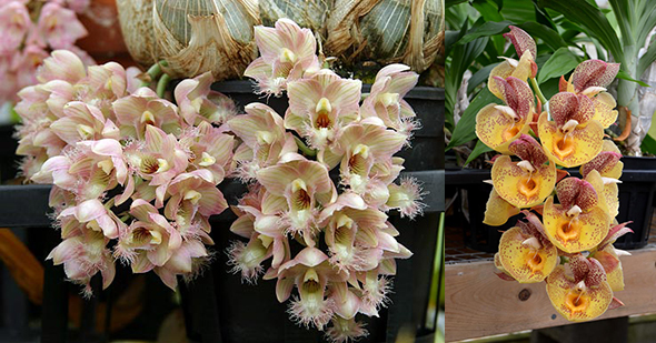 Clowesetum Amazing Grace (Clowesia Grace Dunn 'Live Oak' x Catasetum Orchidglade 'Davie Ranches')