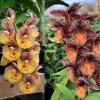 Catasetum Orchidglade 'Davie Ranches' x Catasetum Memoria Raul Mortera Penedo 'Great Lips'