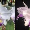 Cattleya quadricolor coerulea 'Caracoli' x quadricolor coerulea 'Malakita'