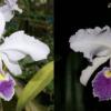Cattleya warscewiczii coerulea 'La deseada' x 'Florazul'