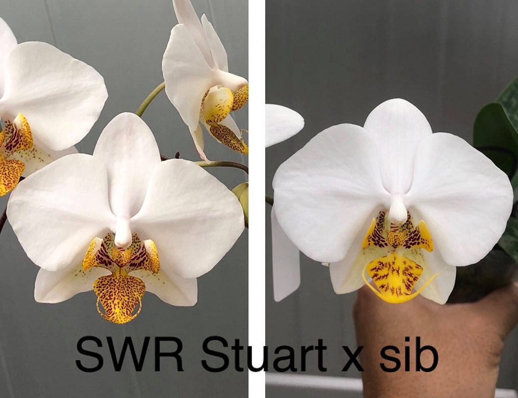 Phalaenopsis SWR Stuart x sib