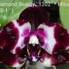 Phalaenopsis Mituo Reflex DD 'Black Tiger'
