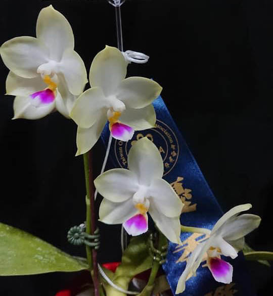 Phalaenopsis Mituo Bulleyes 'Little Snow White'