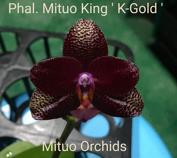 Phalaenopsis Mituo King 'K-Gold'