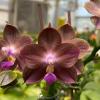 Phalaenopsis Mituo 24 Solar Terms 'Black  Angel'
