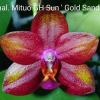 Phalaenopsis Mituo GH Sun 'Gold Sands'