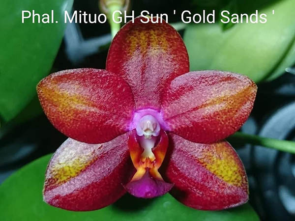 Phalaenopsis Mituo GH Sun 'Gold Sands'