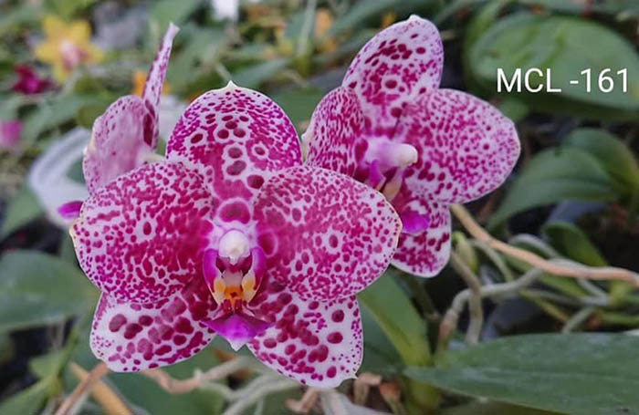 Phalaenopsis Mituo Diamond 'Cluster'