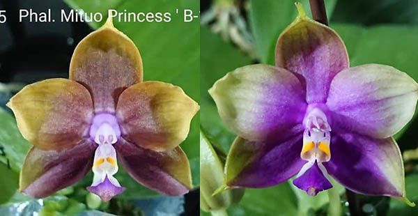Phalaenopsis Mituo Smurfette (Mituo Princess 'B-1' x Mituo 'Blue Smurfs')