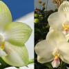 Phalaenopsis Mituo Diamond Canary x Yungho Gelb Canary 'Green Apple'