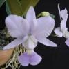 Cattleya walkeriana coerulea 'Rotina'