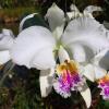 Cattleya mossiae semi alba 'Pica Pau' x self