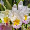 Brassolaeliocattleya California Girl 'Orchid Library'