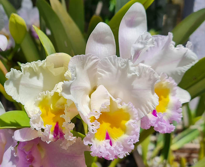 Brassolaeliocattleya California Girl 'Orchid Library'