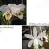 Cattleya schroederae albescens x intermedia alba