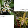 Cattleya iricolor x forbesii