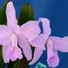 Cattleya lawrenceana var concolor x sib