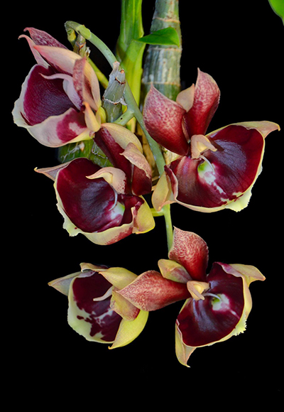 Catasetum (pileatum Imperialles x Orchidglade 'Polka Dot's')