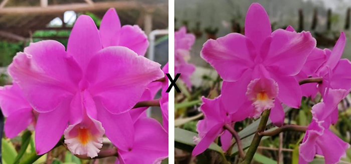 Cattleya harrisoniana trilabelo rubra x trilabelo rubra