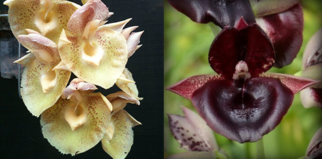 Catasetum (Susan Fuchs x J Stivalli) x (Orchidglade x dupliciscutula)