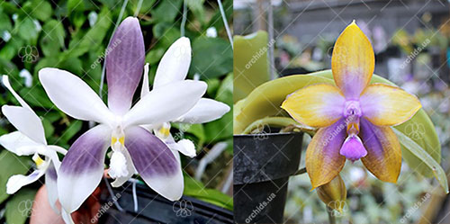 Phalaenopsis speciosa coerulea ('Su's Bluish' x 'Su's Coffee Candy') #3 x Mituo GH King Star #16