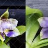 Phalaenopsis (Mituo Reflex Dragon x LD Purple 3S) #4 x (LD Purple 3S x Mituo Reflex Dragon 'BIue-1') #1