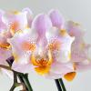 Phalaenopsis (stuartiana - Rainbow Falconer) 'ES'