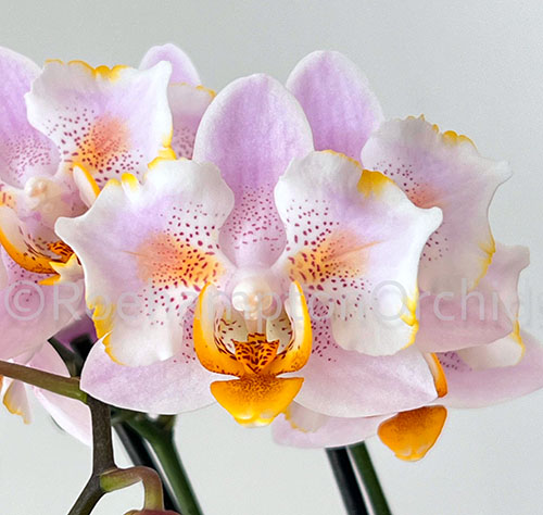 Phalaenopsis (stuartiana - Rainbow Falconer) 'ES'