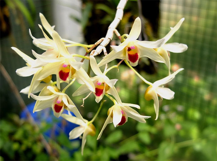 Dendrobium guangxiense