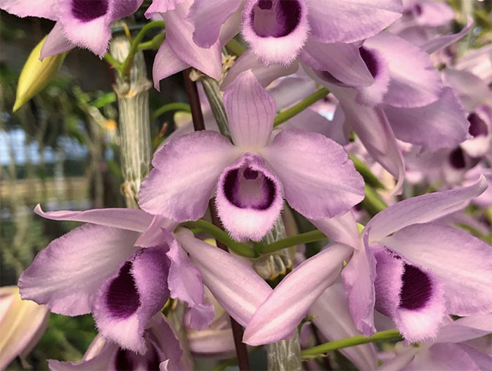 Dendrobium Super Nestor coerulea