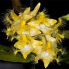 Dendrobium roslii