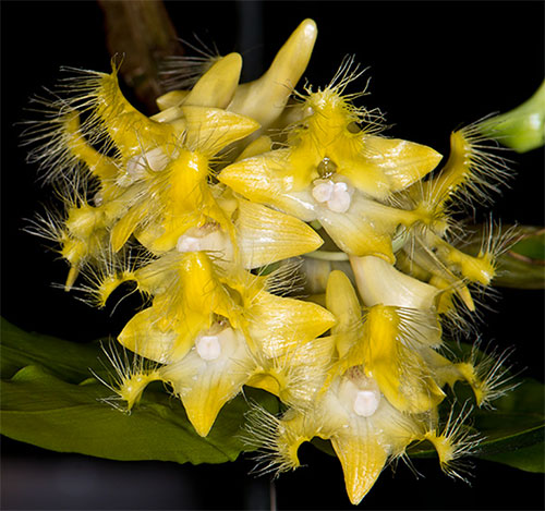 Dendrobium roslii