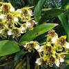 Dendrobium macrophyllum