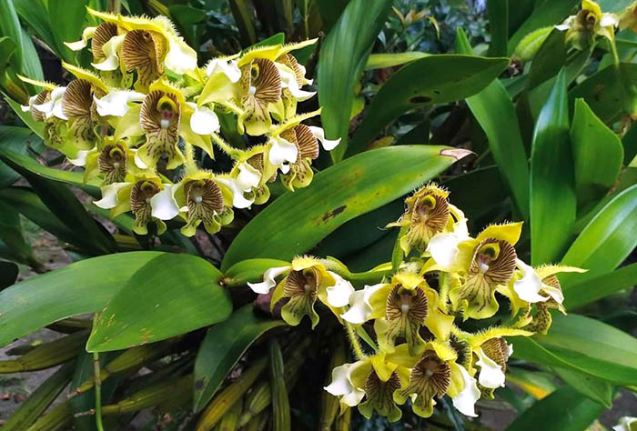 Dendrobium macrophyllum