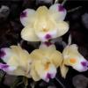 Dendrobium sanguinolentum