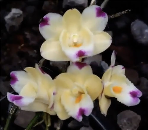 Dendrobium sanguinolentum